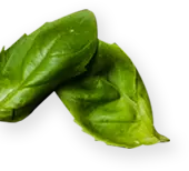 Santini leaf